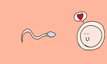 做试管婴儿要取多少卵合适？影响取卵数量的因素有哪些？